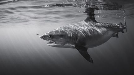 Un requin photographié à Mayotte, le 23 avril 2024. (GABRIEL BARATHIEU / BIOSPHOTO / AFP)