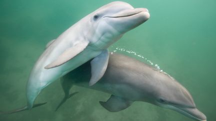 Depuis les ann&eacute;es 1960, l'arm&eacute;e ukrainienne entra&icirc;nait des dauphins &agrave; effectuer des patrouilles en pleine mer ou &agrave; attacher des bou&eacute;es sur des mines ennemies. (JUSTIN LEWIS / DIGITAL VISION / GETTY IMAGES)