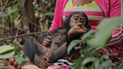 Animaux : en République démocratique du Congo, elles s'occupent de chimpanzés (France 3)