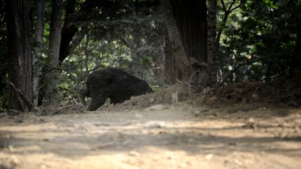 Un ours blessé traverse la route après que les pompiers ont tenté de l'éloigner de l'incendie dans les bois de Jerseydale, le 25 juillet 2022. (NEAL WATERS / ANADOLU AGENCY / AFP)