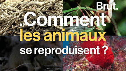 Les étonnantes méthodes de reproduction des animaux (BRUT)