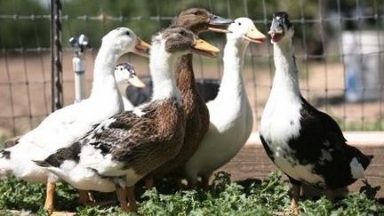 Les derniers canards de la ferme Sonoma, à Farmington, Californie, le 31 mai 2012. (AFP/KIMIHIRO HOSHINO)