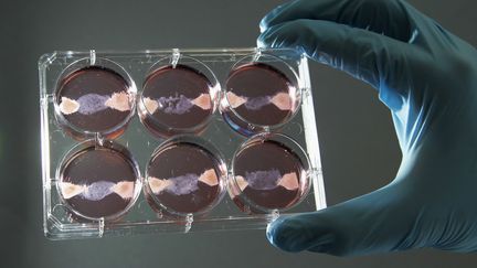 Un échantillon de viande in vitro à l'université de Maastricht (Pays-Bas), le 9 novembre 2011. (FRANCOIS LENOIR / REUTERS)