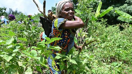 Autrefois productrices de cacao, 2000 femmes adhérentes de l'association ont été convaincues par ce discours. La conversion au bio a changé notre vie, "on peut s'occuper de nos enfants et les scolariser", se réjouit l’une d’elles, mère de cinq enfants. "On pourra gagner de l'argent en nous lançant dans une autre culture en cultivant des vivriers sans un apport d’engrais chimiques dans les champs." "On nous a trompées avec les produits chimiques", ajoute une autre.&nbsp;&nbsp; (ISSOUF SANOGO / AFP)