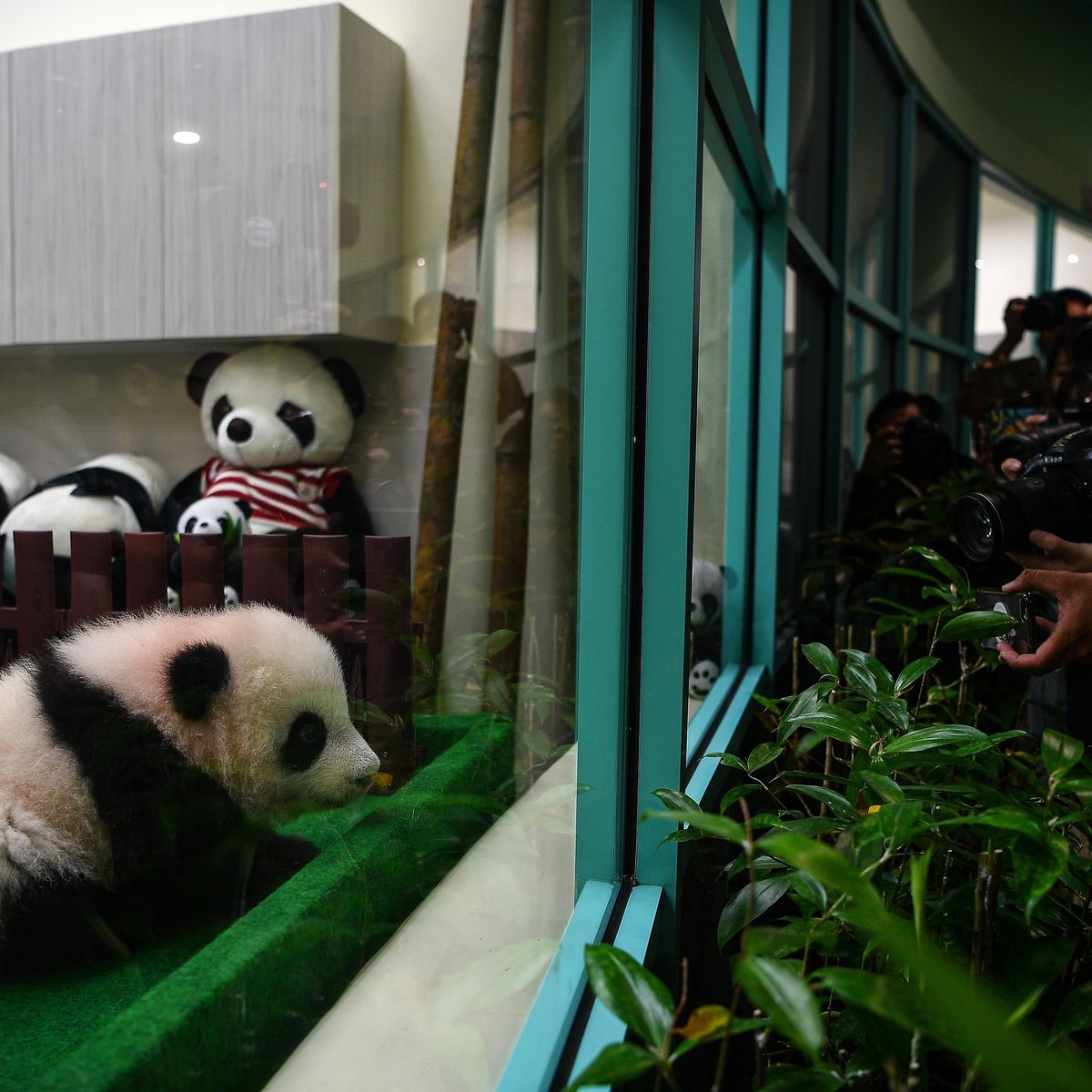 Malaisie Un Deuxieme Bebe Panda Ne Au Zoo De Kuala Lumpur Presente Au Public