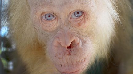 La photo transmise par l'ONG en charge de la survie des orang-outans à Bornéo montre que l'animal a des taches de&nbsp;sang séché sous le nez.&nbsp; (BORNEO ORANGUTAN SURVIVAL FOUNDA / AFP)