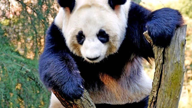 Le The Le Plus Cher Du Monde Cultive Dans La Crotte De Panda