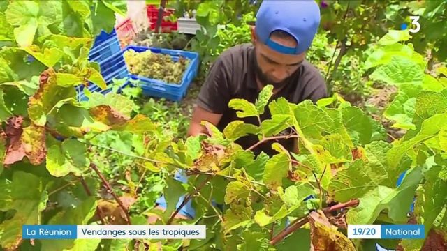 Quand commence les vendanges 2021 ?