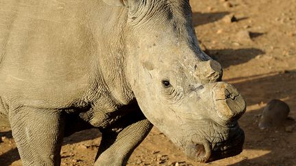 Un rhinoc&eacute;ros dont la corne a &eacute;t&eacute; coup&eacute;e, dans la r&eacute;serve de Bona Bona, en Afrique du Sud, le 3 ao&ucirc;t 2012. (STEPHANE DE SAKUTIN / AFP)