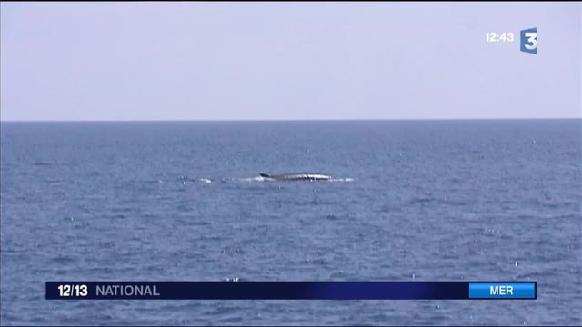 Méditerranée : à La Rencontre Des Baleines Dans Le Var