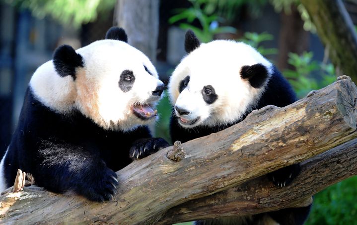 Le panda géant Mei Xiang et son petit Bei Bei, dans leur enclos du parc zoologique national&nbsp;de Washington, le 20 août 2016. (KAREN BLEIER / AFP)