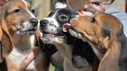 Les chiots nés par fécondation in vitro,&nbsp;un mélange de beagle, de labrador et de cocker, sont tous en parfaite santé. (CORNELL VET COLLEGE / TWITTER)