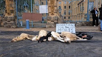 Des dépouilles d'animaux déposés devant la préfecture des Ardennes, le 3 septembre 2024 à Charleville-Mézières. (CECILE DA COSTA / RADIO FRANCE)