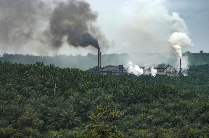 Des usines apparaissent au milieu d'une plantation de palmiers à huile, sur l'île de Sumatra, en Indonésie, le 14 septembre 2022. (ALAIN COMPOST / BIOSPHOTO / AFP)