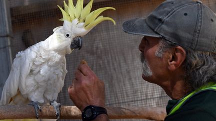 Un cacatoès est nourri par un prisonnier dans un centre pénitentier de Sydney (Australie) qui conduit un programme de réhabilitation par le soin aux animaux, le 25 août 2017. (SAEED KHAN / AFP)