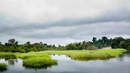 Vue des marais de la rivière Likouala-aux-herbes, au nord de la République du Congo. Piège à carbone menacé par l'exploration pétrolière.&nbsp; (GUYOT-ANA / ONLY WORLD)