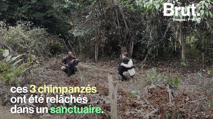 Ici, ils peuvent courir sur de grandes distances, monter aux arbres et trouver naturellement une partie de leur nourriture.