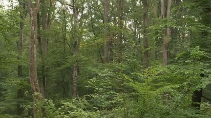 Des arbres de plus en plus abattus en raison de la sécheresse