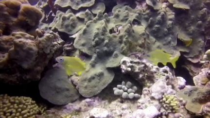 Plonger pour devenir un jardinier du corail en mer Méditerranée : c'est ce que propose une ONG à Toulon (Var). Elle utilise une nouvelle technique totalement naturelle pour réhabiliter les récifs coralliens. (France 3)