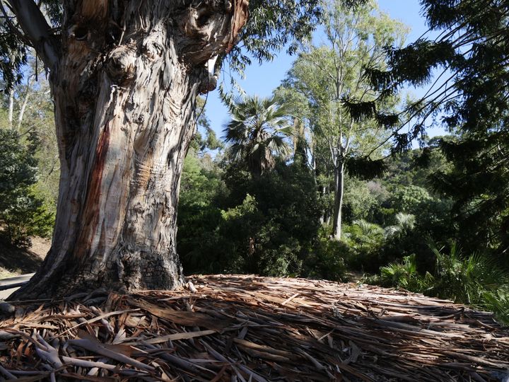 Les feuilles d'eucalytus sont hautement inflammables.&nbsp; (ISABELLE MORAND / RADIO FRANCE / FRANCE INFO)