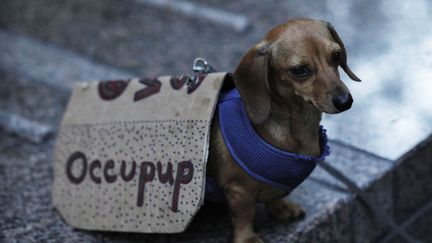 Un chien participe au mouvement "Occupy Wall Street" au Zuccotti Park de New York (Etats-Unis), le 11 juillet 2012. (EDUARDO MUNOZ / REUTERS)