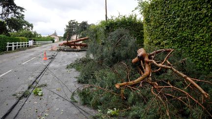 Des arbres sont tombés pendant les violents orages qui ont frappé Pont-de-Vaux (Ain), le 15 juillet 2023. (CATHERINE AULAZ / MAXPPP)