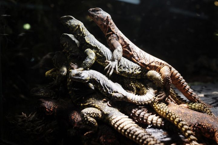 Pr&egrave;s de 200 l&eacute;zards prot&eacute;g&eacute;s du type Uromastyx Geyri ont &eacute;t&eacute; saisis le 10 septembre 2009 par les agents des douanes de l'a&eacute;roport de Roissy-Charles de Gaulle, dans un chargement en provenance du Niger. (OLIVIER LABAN-MATTEI / AFP)