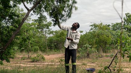 Il scrute les arbres pour repérer les fameux hannetons couleur grenat qui pullulent dans cette végétation dense et tendre. Quand il en aperçoit, il secoue les branches.&nbsp; &nbsp; (JEKESAI NJIKIZANA / AFP)