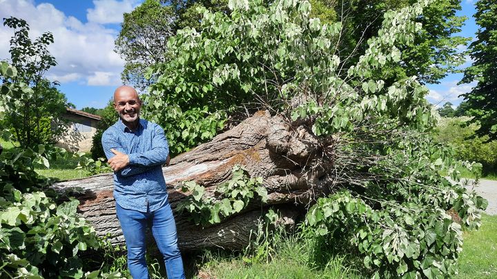 Pierre Knecht, le directeur de cette maison Athos, aime le symbole du tilleul couché devant la maison : un arbre tombé, mais qui, chaque année, fait encore des feuilles. (AGATHE MAHUET / RADIO FRANCE)