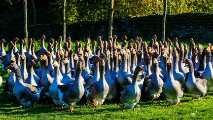 Des volailles confinése en raison de l'épidémie de grippe aviaire, dans les Deux-Sèvres, en novembre 2020. (JABOUTIER / MAXPPP)