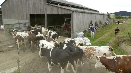 Des bovins conduits &agrave; l'abattoir de Saint-Hilaire du Harcou&euml;t (Manche), en ao&ucirc;t 2000, apr&egrave;s la d&eacute;couverte d'un animal atteint de la maladie de la vache folle. (MYCHELE DANIAU / AFP)