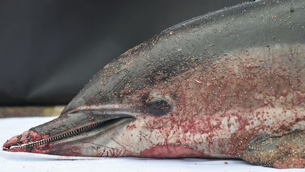 Un dauphin mort, victime collatérale d'un bateau de pêche dans le golfe de Gascogne, récupéré et utilisé par l'association Sea Shepherd, lors d'une opération de communication et de sensibilisation aux Sables d'Olonne en février 2022. (SEBASTIEN SALOM-GOMIS / AFP)