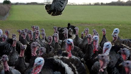 Dans un &eacute;levage de dindes bio &agrave; Kirby Fleetham (Royaume-Uni), le 9 d&eacute;cembre 2013. (NIGEL RODDIS / GETTY IMAGES)