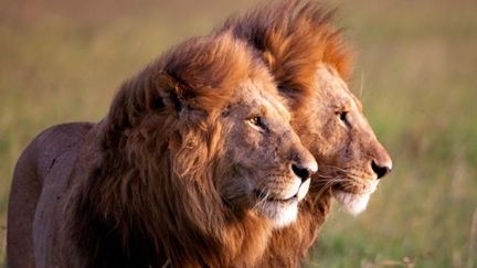 Les lions de &quot;Félins&quot;, rois de la savane
 (Disney Nature)