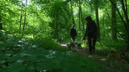 Forêt : les chiens sèment-ils la pagaille ?