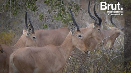 VIDEO. Connaissez-vous l'hirola, l'antilope la plus proche de l'extinction ? (BRUT)