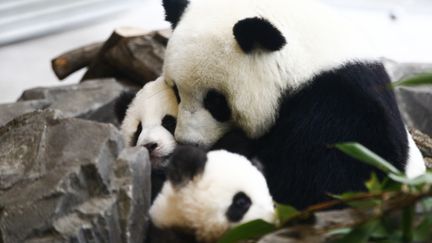 Les pandas de 5 mois Meng Xiang et Meng Yuan avec leur mère, au zoo de Berlin, en Allemagne, le 29 janvier 2020.&nbsp; (ABDULHAMID HOSBAS / ANADOLU AGENCY / AFP)