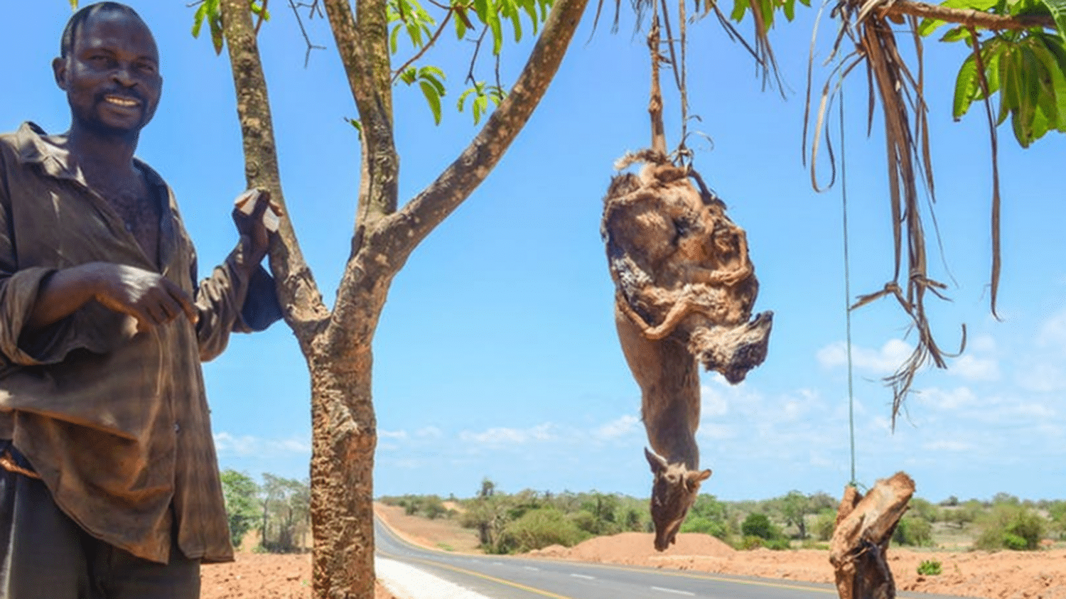 Nos déchets : de réels pièges pour la faune sauvage