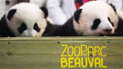 Yuandudu et Huanlili, les deux bébés pandas du Zoo de Beauval, le 18 novembre 2021. (GAO JING / XINHUA)