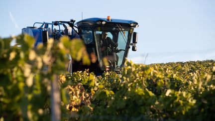 Vendanges mecaniques dans le vignoble du cognaçais. (ANNE LACAUD / MAXPPP)