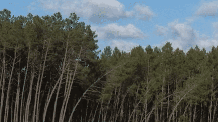 Landes : reboiser et faire évoluer le patrimoine naturel