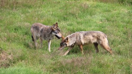 Huit présidents de départements alpins adressent un courrier à la ministre de l'Agriculture pour pouvoir abattre davantage de loups