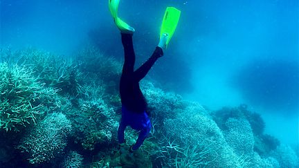 Un plongeur examine l'état du massif corallien au large du Queensland (Australie), le 7 mars 2022&nbsp; (GLENN NICHOLLS / AFP)