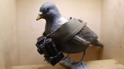 Un faux pigeon muni d'un petit appareil photo est expos&eacute; au mus&eacute;e de l'Espionnage &agrave; Oberhausen (Allemagne), le 10 juillet 2013. (INA FASSBENDER / REUTERS)