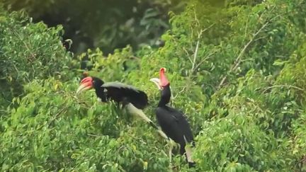 Bornéo : à la rencontre des défenseurs de la forêt