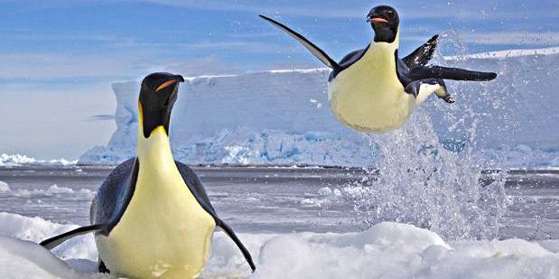  Birds Frozen moment by Paul Nicklen (Canada)
 (Paul Nicklen / Veolia Wildlife photographer of the year)