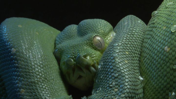 Reptile du vivarium du muséum d'histoire naturelle de Nantes (France 3 Pays de la Loire)