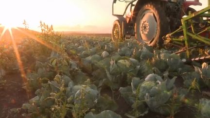 Agriculture : la récolte du chou a commencé en Alsace