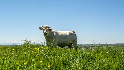 Frédéric Lenoir veut un "label éthique du bien-être animal"