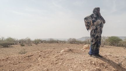 Si pour les &nbsp;populations nomades ou semi-nomades, le bétail procure nourriture et revenus, il constitue aussi leurs économies. "Nous étions de purs nomades avant cette sécheresse: on dépendait des animaux pour la viande, le lait et on les vendait", se souvient, une éleveuse d'Hargududo."Mais de nos jours, la plupart d'entre nous" se sédentarisent, "il n'y a plus d'avenir dans le pastoralisme, parce qu'il n'y a plus de troupeaux", poursuit-elle amèrement, "notre vie nomade est terminée". (EDUARDO SOTERAS / AFP)